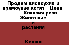 Продам вислоухих и прямоухие котят › Цена ­ 1 000 - Хакасия респ. Животные и растения » Кошки   . Хакасия респ.